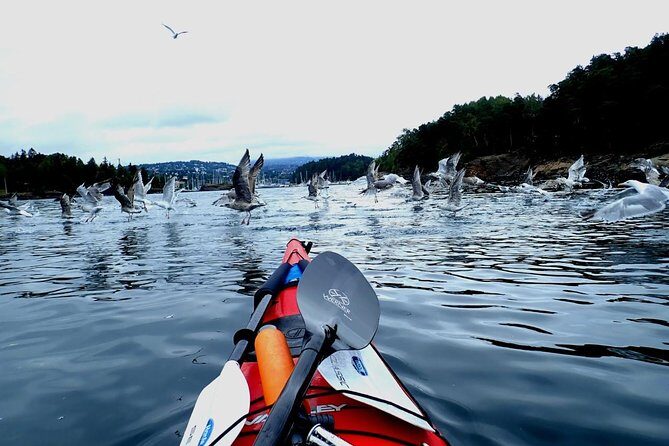 2- hour kayak trip on the Oslo Fjord - Fornebu and the marina shoreline: seeing Oslo from sea level