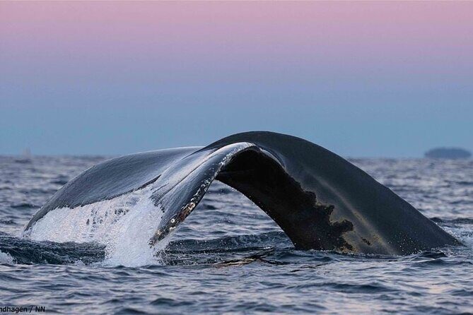 24hr Northern Lights & Whale Watching Cruise - Skjervøya wake-up: whales, porthole views, and a full second day