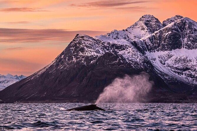 24hr Northern Lights & Whale Watching Cruise - Panorama lounge talks: turning cold waiting time into real meaning