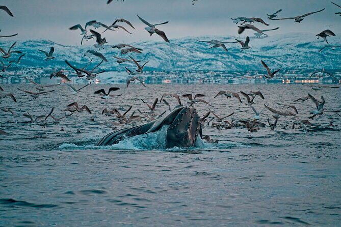3.5-Hour Arctic Magic with Fjord and Whale Watching Adventure - Key highlights I’d plan around