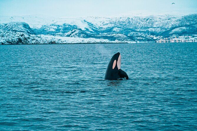 3.5-Hour Arctic Magic with Fjord and Whale Watching Adventure - The 3.5-Hour Pace: What You Actually Do on the Water