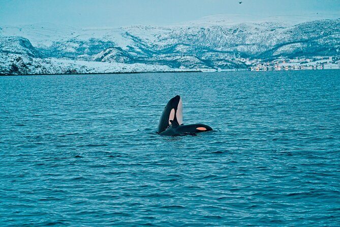 3.5-Hour Arctic Magic with Fjord and Whale Watching Adventure - Wildlife Watching Reality Check: How to Think About Whale Sightings
