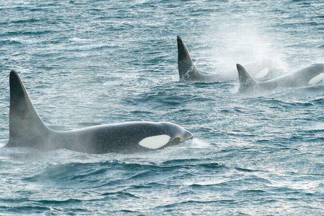 3.5-Hour Arctic Magic with Fjord and Whale Watching Adventure - Staff and Safety: Why This Trip Feels Like It’s Run for Humans