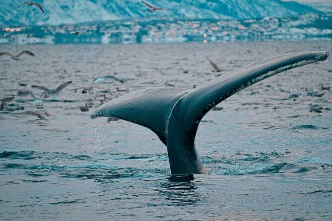3.5-Hour Arctic Magic with Fjord and Whale Watching Adventure - Group Size and Movement: Up to 48 People, With Room to See