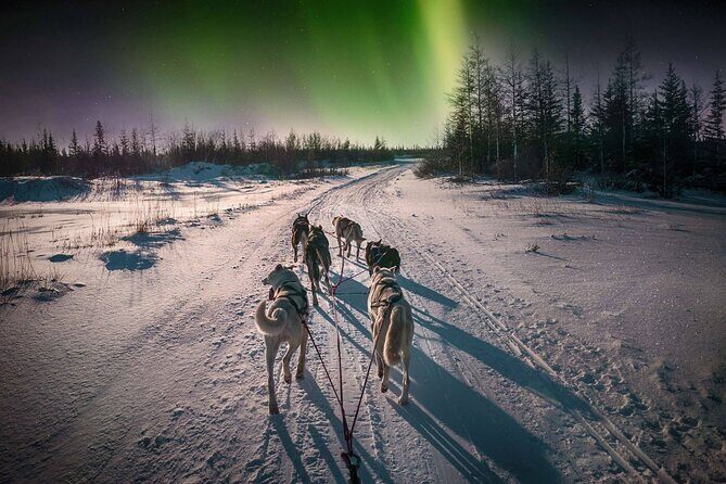 4hr Dog Sledding Tour under the Northern Lights - Quick hits at Gargia
