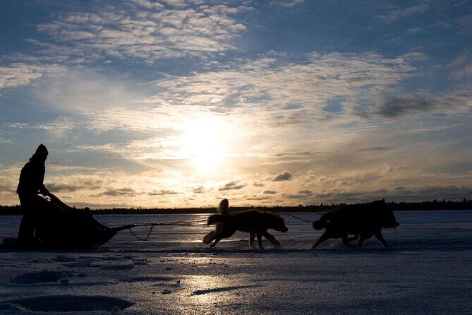 4hr Dog Sledding Tour under the Northern Lights - Price and Value: What $381.43 Buys You in Alta