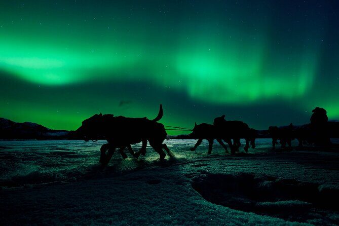 4hr Dog Sledding Tour under the Northern Lights - From Markedsgata 6 to the Sled Route: The 4-Hour Flow