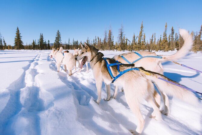 4hr Dog Sledding Trip in Gargia Valley - Key highlights you’ll care about