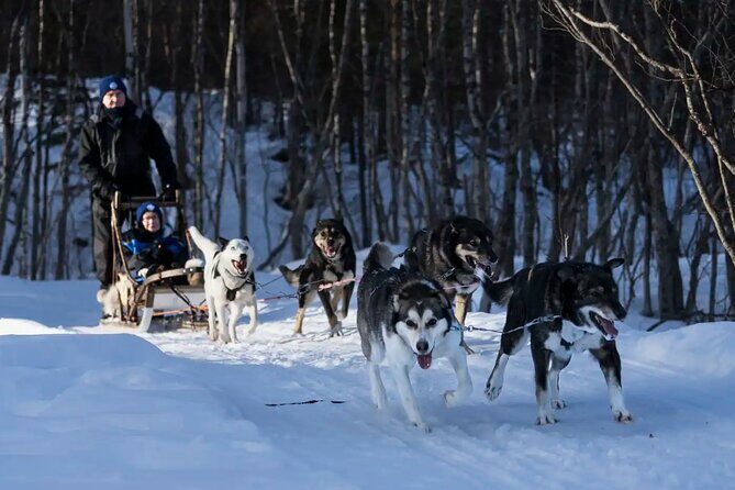 4hr Dog Sledding Trip in Gargia Valley - From Alta to Gargia Valley: how the pickup shapes the day