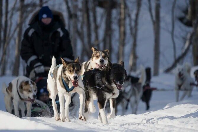 4hr Dog Sledding Trip in Gargia Valley - The sled run itself: 60 minutes outdoors with a driver switch