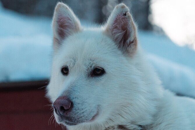 4hr Dog Sledding Trip in Gargia Valley - After the ride: feeding huskies and meeting the younger puppies