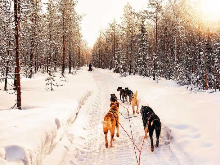 4hr Dog Sledding Trip on Finnmarksvidda - Key highlights worth caring about