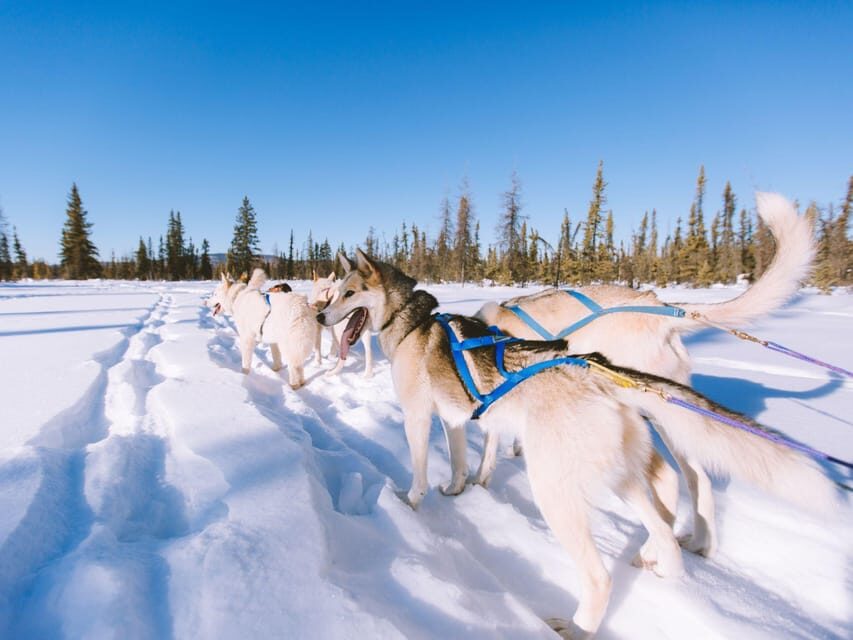 4hr Dog Sledding Trip on Finnmarksvidda - Final verdict: should you book 4hr Dog Sledding on Finnmarksvidda?
