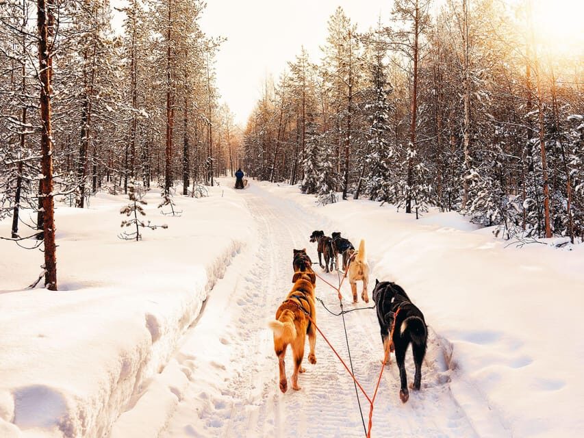 4hr Dog Sledding Trip on Finnmarksvidda - Arriving in Alta, then heading to Gargia with everything set
