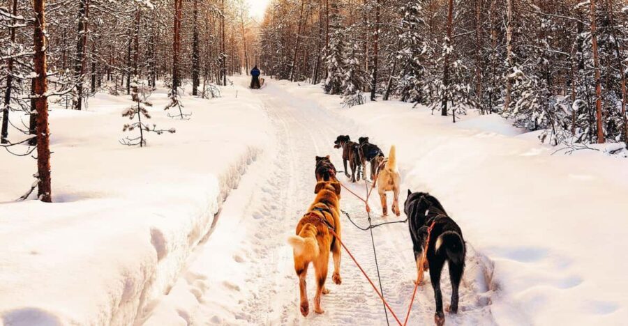 4hr Dog Sledding Trip on Finnmarksvidda - The route: pine forest first, then the Finnmarksvidda plateau wide open
