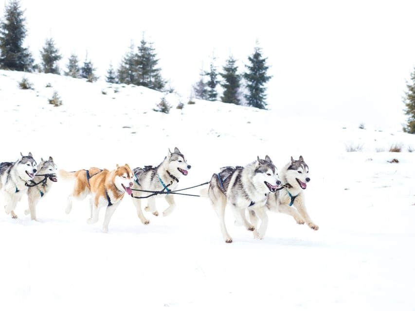 4hr Dog Sledding Trip on Finnmarksvidda - Who this trip fits best (and who should think twice)