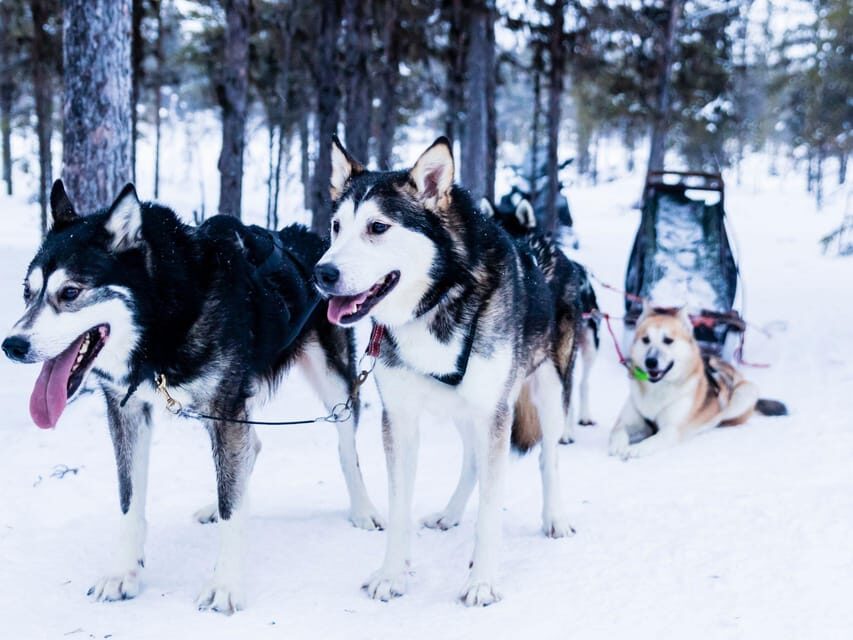 4hr Dog Sledding Trip on Finnmarksvidda - Training that actually prepares you to steer huskies