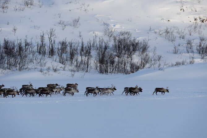 All-Inclusive Arctic Fjords and Sommarøy Scenic Tour - Should You Book This Arctic Fjords and Sommarøy Tour?