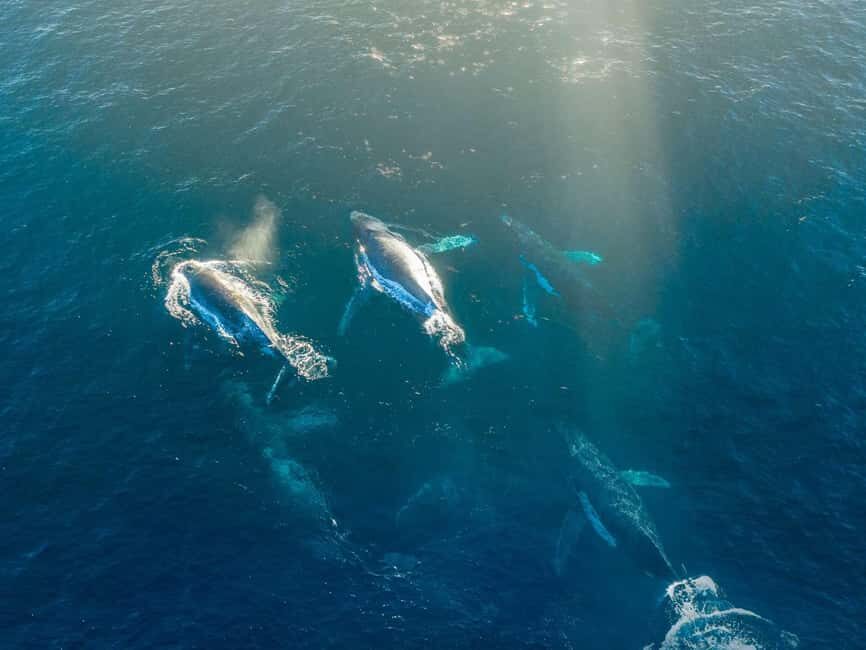 Alta: 3.5 Hour Fjord & Whale Watching Cruise - Key Highlights Worth Your Time