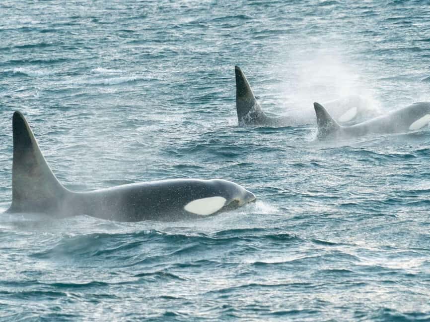 Alta: 3.5 Hour Fjord & Whale Watching Cruise - What the Guide Helps You Notice: Behavior, Migration, and Feeding Clues