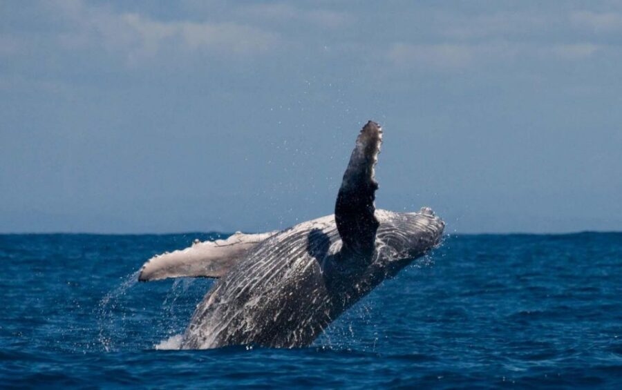 Alta: Alta Fjord Whale Watching Tour - Key takeaways before you go