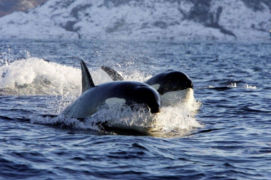 Alta: Alta Fjord Whale Watching Tour - Why Winter Whales Are Worth the Cold at Alta Fjord