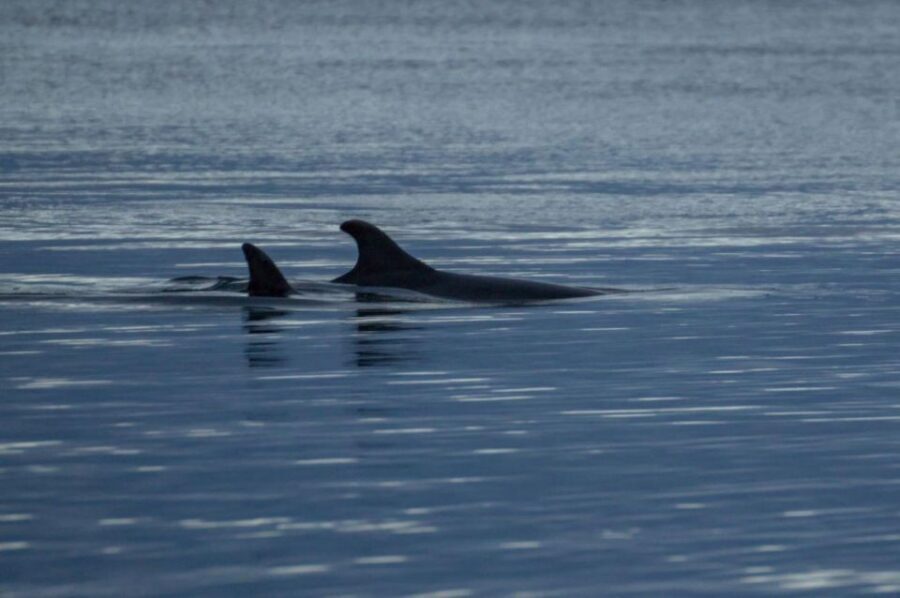 Alta: Alta Fjord Whale Watching Tour - Warmth, Tea, and Borrowed Gear: Staying Comfortable on a Cold Cruise