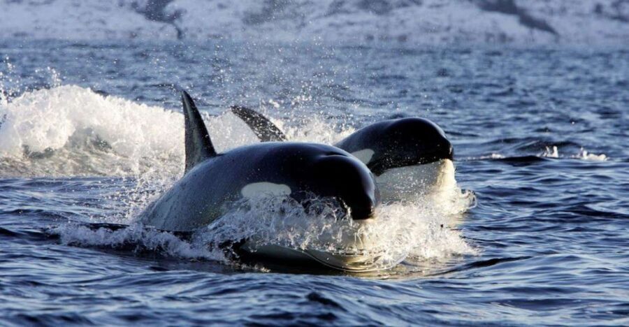 Alta: Alta Fjord Whale Watching Tour - Who This Tour Fits Best (and Who Should Skip It)