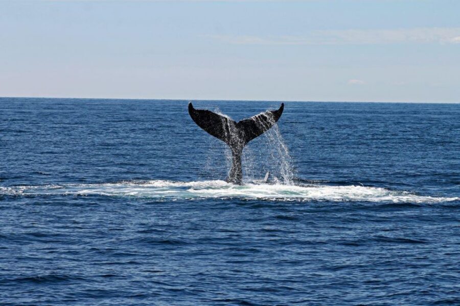 Alta: Alta Fjord Whale Watching Tour - Fiskerihavna Departure: The Calm Start Before the Search