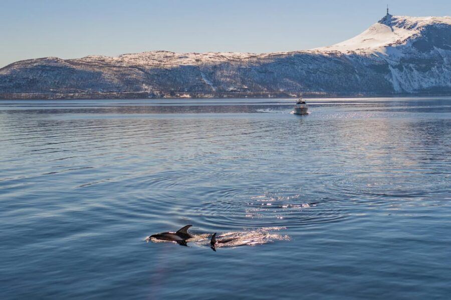 Alta: Altafjord Whale Watching in a Heated Boat - Key things to know before you go