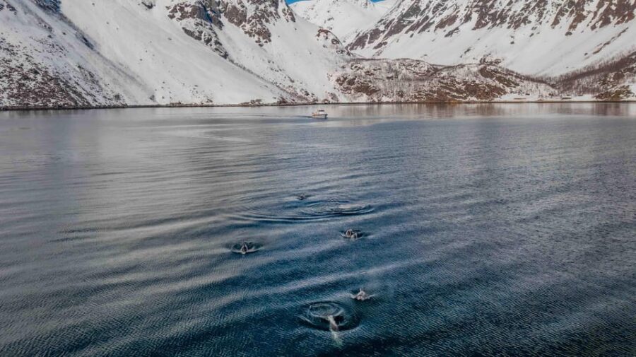 Alta: Altafjord Whale Watching in a Heated Boat - Orcas, humpbacks, and the winter food chain that brings them in