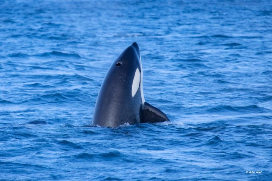 Alta: Altafjord Whale Watching in a Heated Boat - What to bring (and what to leave at home)