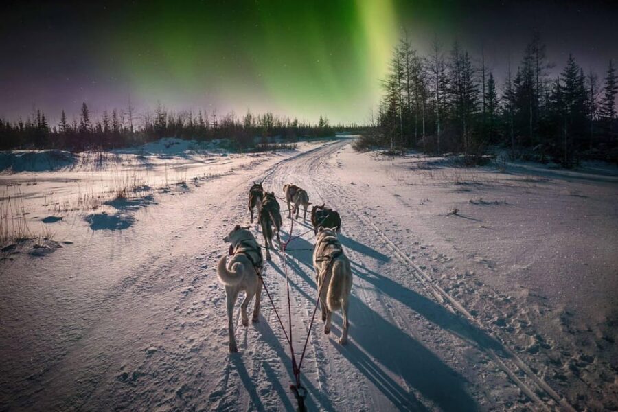 Alta: Dog Sledding Trip under the Northern Lights - From Markedsgata to the fjordless wild: getting to Gargia (and why it matters)