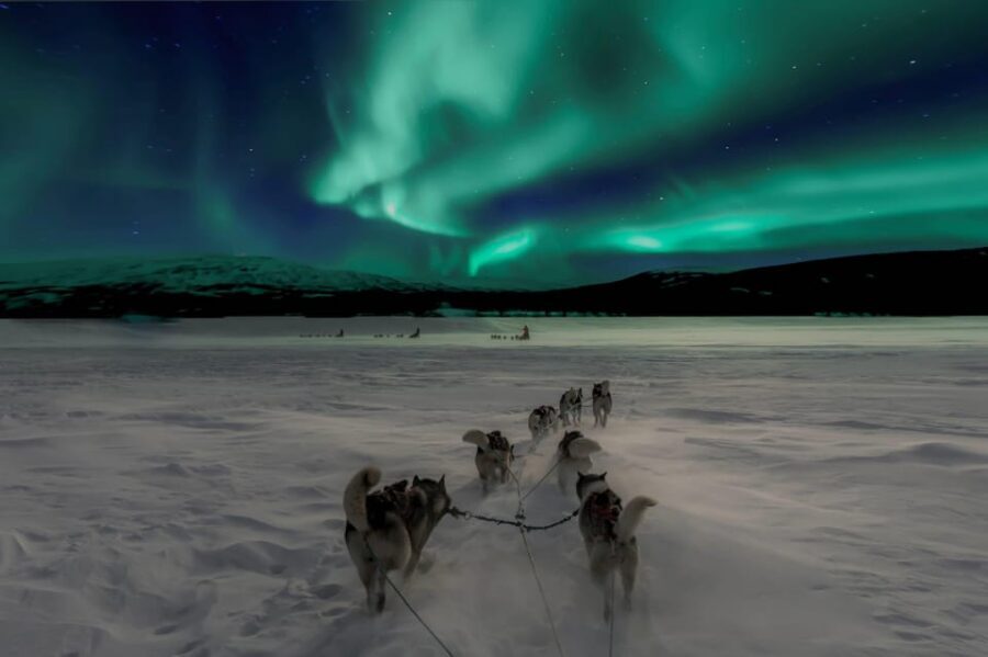 Alta: Dog Sledding Trip under the Northern Lights - The dog sled trail: pine forest to Finnmarksvidda plateau