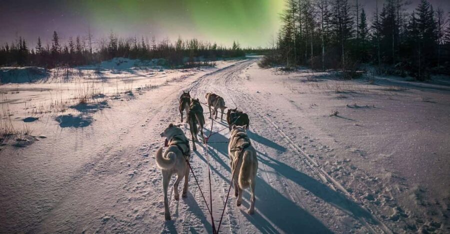Alta: Dog Sledding Trip under the Northern Lights - Training on the lines: what you actually learn before you steer