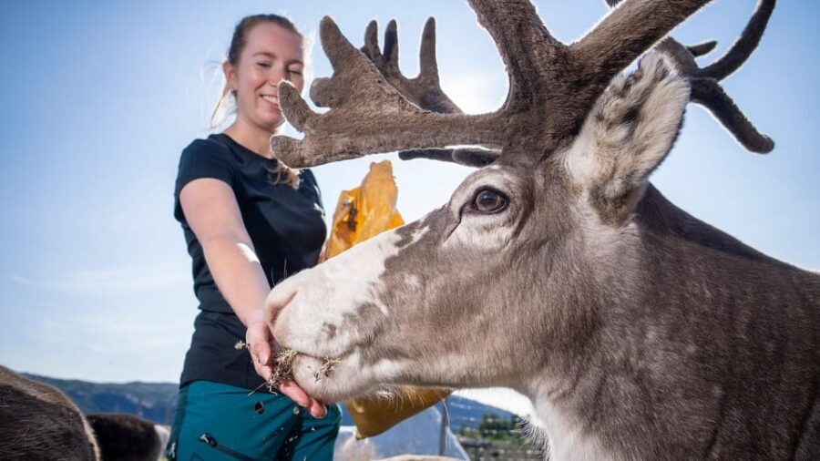 Alta: Reindeer - A carrier of Sámi Culture - Meeting the Reindeer: Feeding Up Close (and Why It Matters)