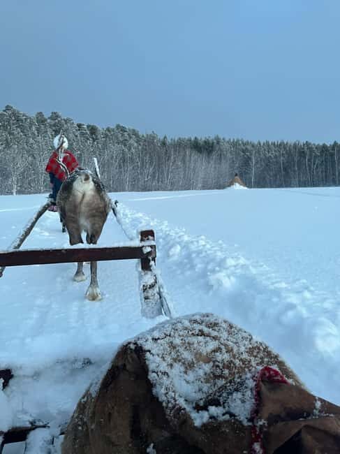 Alta: Reindeer Ride - Who should book this and who should skip it