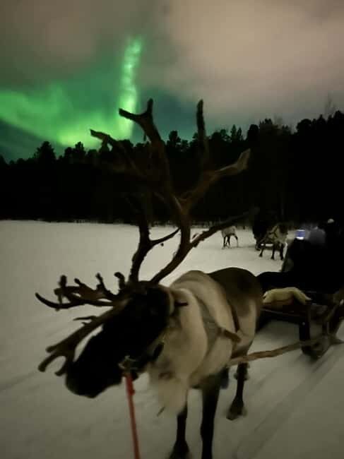 Alta: Reindeer Ride - Should you book Alta: Reindeer Ride with Sámi SIIDA?