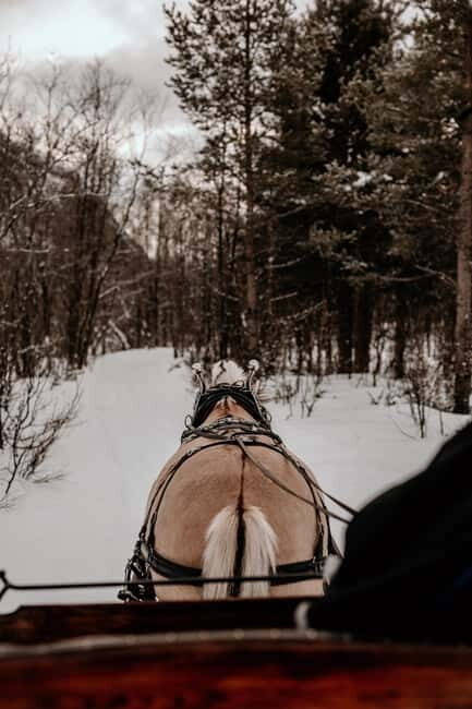 Alta: Sleigh Ride in the Arctic Countryside - The Fjord Horse and Your Cozy Setup With Blankets