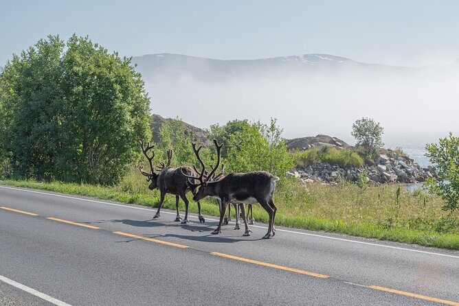 Arctic Fjord Roadtrip with Scenic Picnic from Tromso - Small-group size: why max 15 people feels worth it