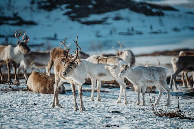 Arctic Fjords and Reindeer Experience – Small group tour - Kattfjord skole reindeer visit: hands-on feeding plus Sami storytelling in a lavvo