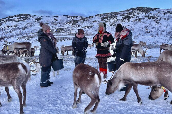 Arctic Fjords and Reindeer Experience – Small group tour - Sommarøy: island time, then lunch at Sommarøy Arctic Hotel