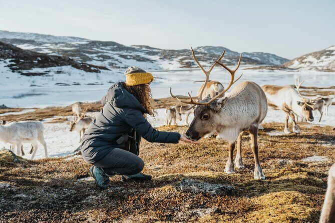 Arctic Fjords and Reindeer Experience – Small group tour - Price and value: what you’re paying for at $291.53