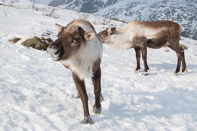 Arctic Fjords Road Trip - Tromsø in winter, minus the stress