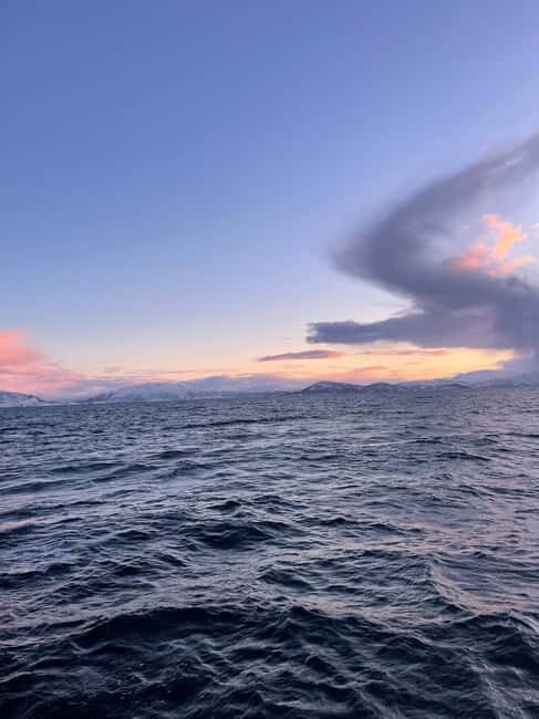 Arctic Whale Watching: Tromsø to Skjervøy in Comfort - Key things that make this tour work