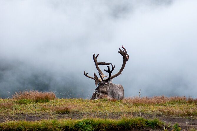 Arctic Wildlife and Fjord Sightseeing - Food and breaks: where the day actually feels relaxing