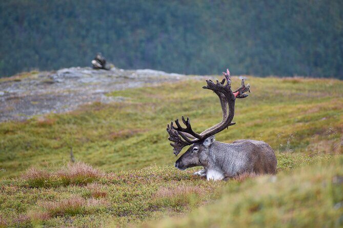 Arctic Wildlife and Fjord Sightseeing - Stop-by-stop: fjords, fishing villages, and the photo pullouts that matter
