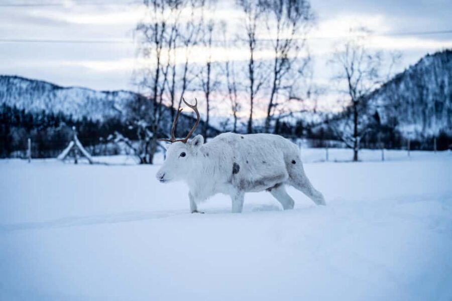 Balsfjord: Reindeer Sledding, Feeding & Sámi Culture - Arriving at the farm: warm welcome, clear purpose