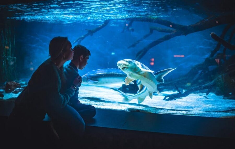 Bergen: Bergen Aquarium Entry Ticket - Penguins and sea lions: the classic crowd-pleasers