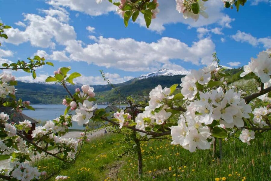 Bergen: Easy Hike to Bondhus Glacier Lake & Rosendal Visit - Hardangerfjord Ferries From Bergen: Short Rides With Big Views